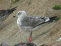 Goéland brun Larus fuscus