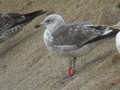 Goéland brun Larus fuscus