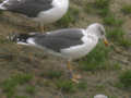 Goéland brun Larus fuscus