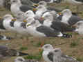 Goéland brun Larus fuscus