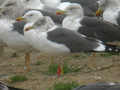 Goéland brun Larus fuscus