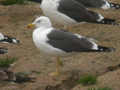 Goéland brun Larus fuscus