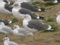 Goéland brun Larus fuscus