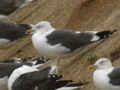 Goéland brun Larus fuscus