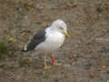 Goéland brun Larus fuscus