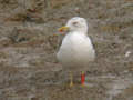 Goéland brun Larus fuscus