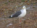 Goéland brun Larus fuscus