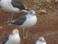 Goéland brun Larus fuscus