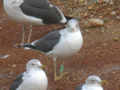 Goéland brun Larus fuscus