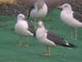 Goéland brun Larus fuscus