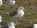 Goéland brun Larus fuscus