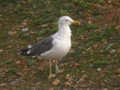 Goéland brun Larus fuscus