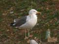 Goéland brun Larus fuscus