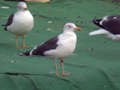 Goéland brun Larus fuscus