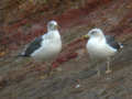 Goéland brun Larus fuscus