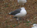 Goéland brun Larus fuscus