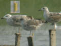 Goéland brun Larus fuscus