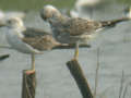 Goéland brun Larus fuscus