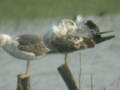 Goéland brun Larus fuscus