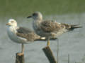 Goéland brun Larus fuscus