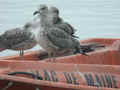 Goéland brun Larus fuscus