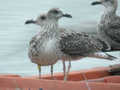 Goéland brun Larus fuscus