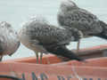 Goéland brun Larus fuscus