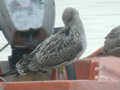 Goéland brun Larus fuscus