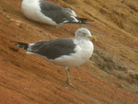 Goéland brun Larus fuscus AL5