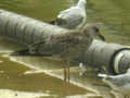 Goéland brun Larus fuscus