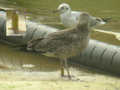 Goéland brun Larus fuscus