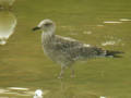 Goéland brun Larus fuscus