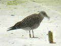 Goéland brun Larus fuscus