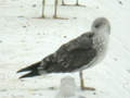 Goéland brun Larus fuscus