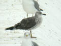 Goéland brun Larus fuscus