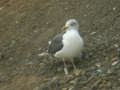 Goéland brun Larus fuscus