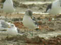 Goéland brun Larus fuscus