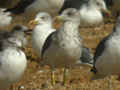 Goéland brun Larus fuscus graellsii E763