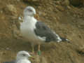 Goéland brun Larus fuscus