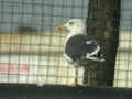 Goéland brun Larus fuscus