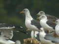 Goéland brun Larus fuscus