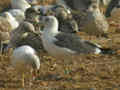 Goéland brun Larus fuscus