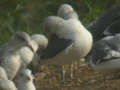 Goéland brun Larus fuscus