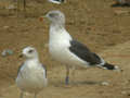 Goéland brun Larus fuscus