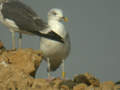 Goéland brun Larus fuscus