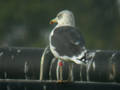 Goéland brun Larus fuscus