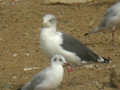 Goéland brun Larus fuscus