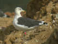 Goéland brun Larus fuscus