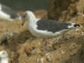 Goéland brun Larus fuscus