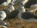 Goéland brun Larus fuscus